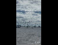Seagulls chases and attacks girl at the beach 