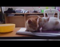 Two kittens fall asleep purple notebook papers 