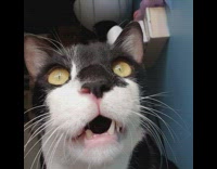 Cat stares up at bird 