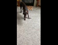 Dog playing with knife in mouth wants a treat 