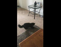 Black cat living room pops bubbles