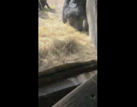 Collab BitchMP - Gorilla in zoo find snake pt3