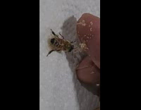 Bee eats sugar on finger guy conversation 