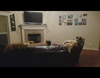 Three Dogs On Black Couch Howl at Gwen Stefani