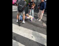 Dog walk on street with colored fur