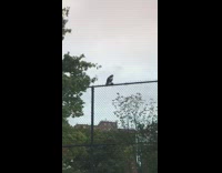 Collab Winy - bird on fence carrying rat