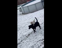 Smaller dog ride black dog like horse