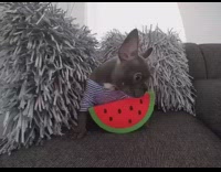 KaleSaladIG - French bulldog sits on couch with watermelon
