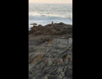 Man in red sweater dances on the beach rocks