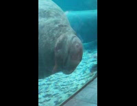 Collab VIBES - Grey manatee swims into glass aquarium tank