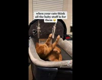 Collab BitchMP - Cats think baby stuff are for them 