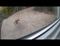 Wild fox took a dump outside the window caught on CCTV