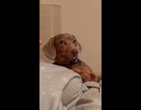 Brown dog being judgmental stares at filmer