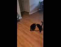 Man playing fetch with cat using nerf gun 