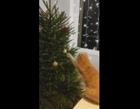 Cat jumps onto table reaches for ornament 