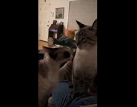 Collab Clips MPUGC - Cat snapping its sibling