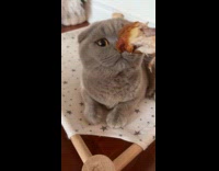 Collab Clips MPUGC2 - Woman teasing gray cat with fried chicken 