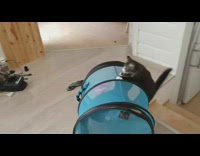 Two kittens play with blue tunnel 