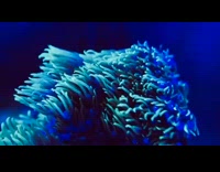 Large coral algae plant moves underwater 