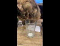 Cat tries to reach for milk at bottom of glass 