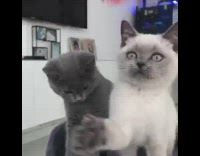 Two cats on tower play feather toy