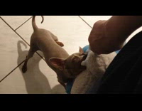 Small tired dog wont give up toy