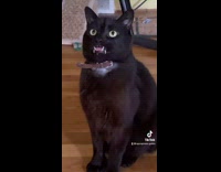 Collab BitchMP - Black cat with tongue out and open mouth