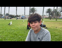 Seagull behind steals food from the cart