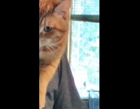 Cat climbs onto mans shoulder pt. 2