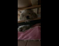 Brown dog lays under bed wood beam 