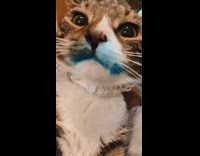 Collab BitchMP - Cat mouth covered in blue paint 