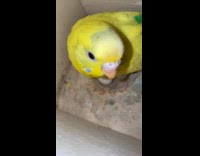 Yellow bird protects three eggs in nest