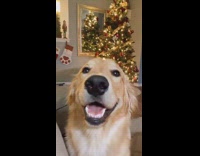 Golden retriever dog smiles christmas tree girl