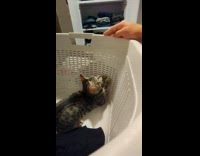 Cat in basket catches hand of its owner