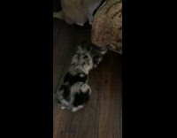 cat attacks small australian shepherd puppy