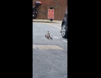Family of ducks walks and marches around the street