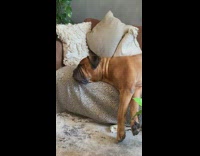 Pet dog whine in its sleep and fell from the couch