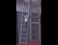 Pet cat climbs the ladder to the roof