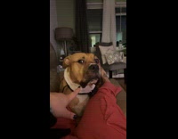 Woman does we listen and we dont judge with dog