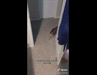 Daily feeding food time routine with cat 