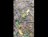 Green caterpillar with circle spots and thorns