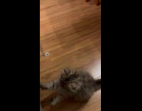 Kitten play try to grab charger cable