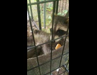 Lady Feeds Raccoons on Swing in Cage