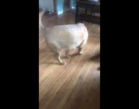 Brown Bloodhound Dog Misses Thrown Food and Can't Catch It