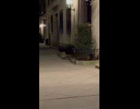 Raccoon roam on street night Fifth Avenue
