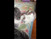 Dog pets bunny on head with paw