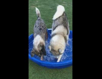 two grey dogs tread water in blue kiddie pool 