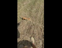 Dog jumps on to tall hay stack 