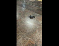 Wild pigeon walks backward inside the train station platform