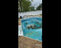 Guy drained pool falls into dirty water 